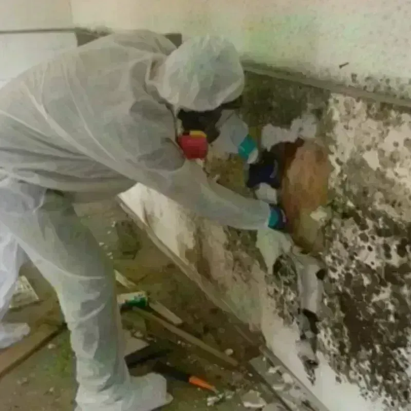 Mold Remediation and Removal in Le Sueur, MN